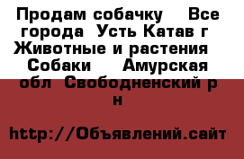 Продам собачку  - Все города, Усть-Катав г. Животные и растения » Собаки   . Амурская обл.,Свободненский р-н